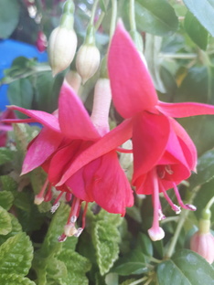 все о цветах