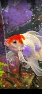 Заболела рыбка