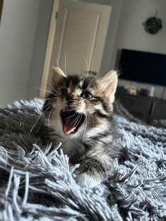 Уход за котятами