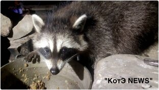 Еноты и Медведи