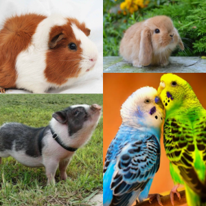 Другие домашние животные