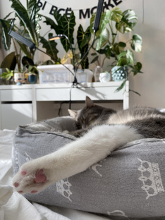 Влоги с растениями 💚