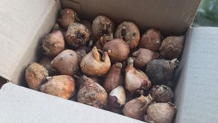 Тюльпаны из луковиц после выгонки.