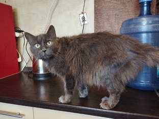 Сельский приют Людмилы Ч 