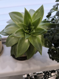 Суккуленты