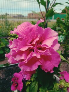 Петунии: от маленького семечка до цветущего куста 