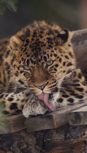 Природа и красота, растворенная в музыке для вашего хорошего настроения.