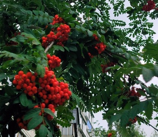 Санта-Барбара сибирского разлива