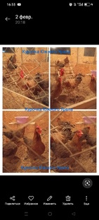 Билефельдер Криль 