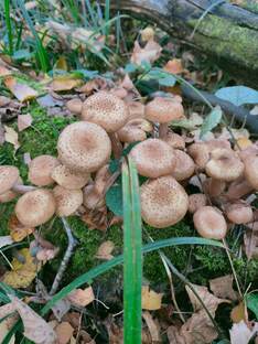 Тихая охота 