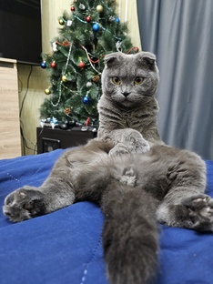 Всё про котов 😸