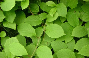 Приморские лианы