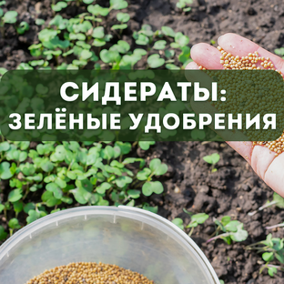 Сидераты: зелёные удобрения