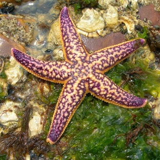 Морская звезда: тайны, способности и удивительная биология
