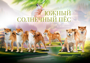 Солнечные лучики