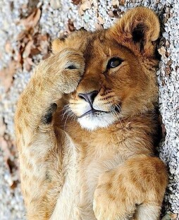 «О животных и человеке»