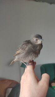 Скворец Чира