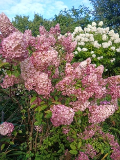 Цветы в саду.