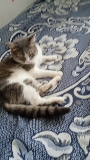 Мой кот 