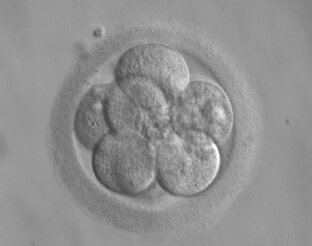 Эмбриология