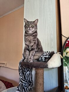 15 наших котофеев