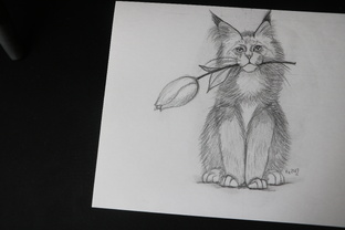Рисуем кошек и котов