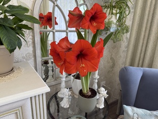 Мои комнатные растения 🪴