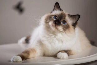 Все о домашних кошках.