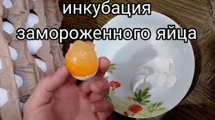 Инкубация замороженных яиц