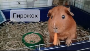 Пирожок, рыжий свин