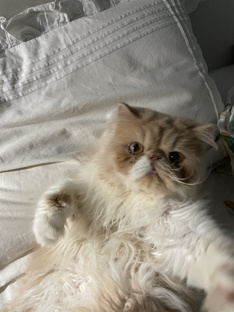 Кот Митрофан 