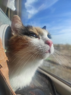 Маруська - путешественница 2025