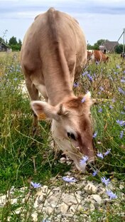 как мы вляпались в сельское хозяйство