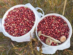 Рецепты из клюквы