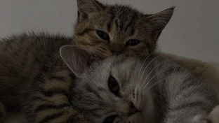 🐱