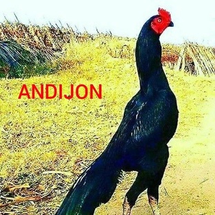 Стишки Гребешки 