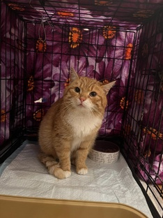 Леруа Мерлен