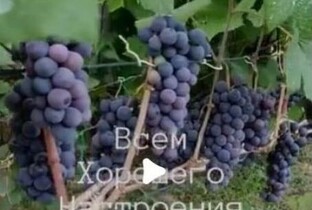 Виноград в Подмосковье
