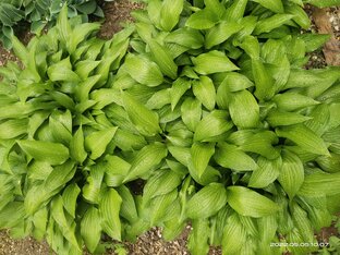 Садовые видеозарисовки