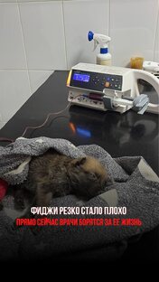 Спасение Фиджи