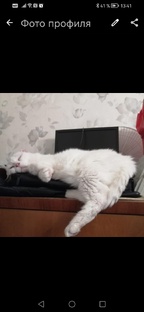 Жизнь котов и меня немного