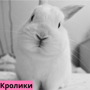Наши Кролики