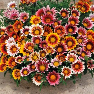 Солнечные гацании