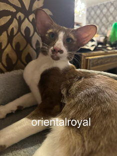 Питание Ориентальных кошек