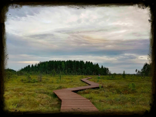 Болотное дело