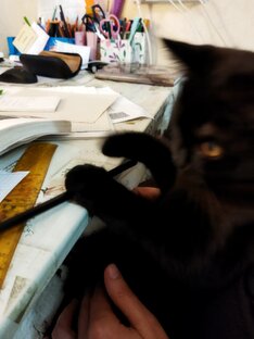 Любимый котик