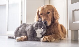 Питомцы ❤️