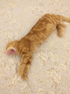 Зевульки🐈
