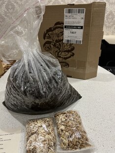 Эксперимент с грибами