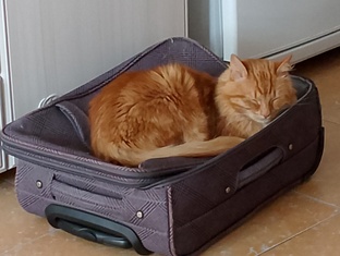 Мои кошки 
